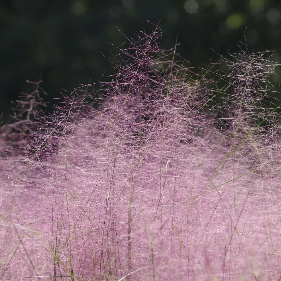 Gramínea Muhlenbergia capillaris