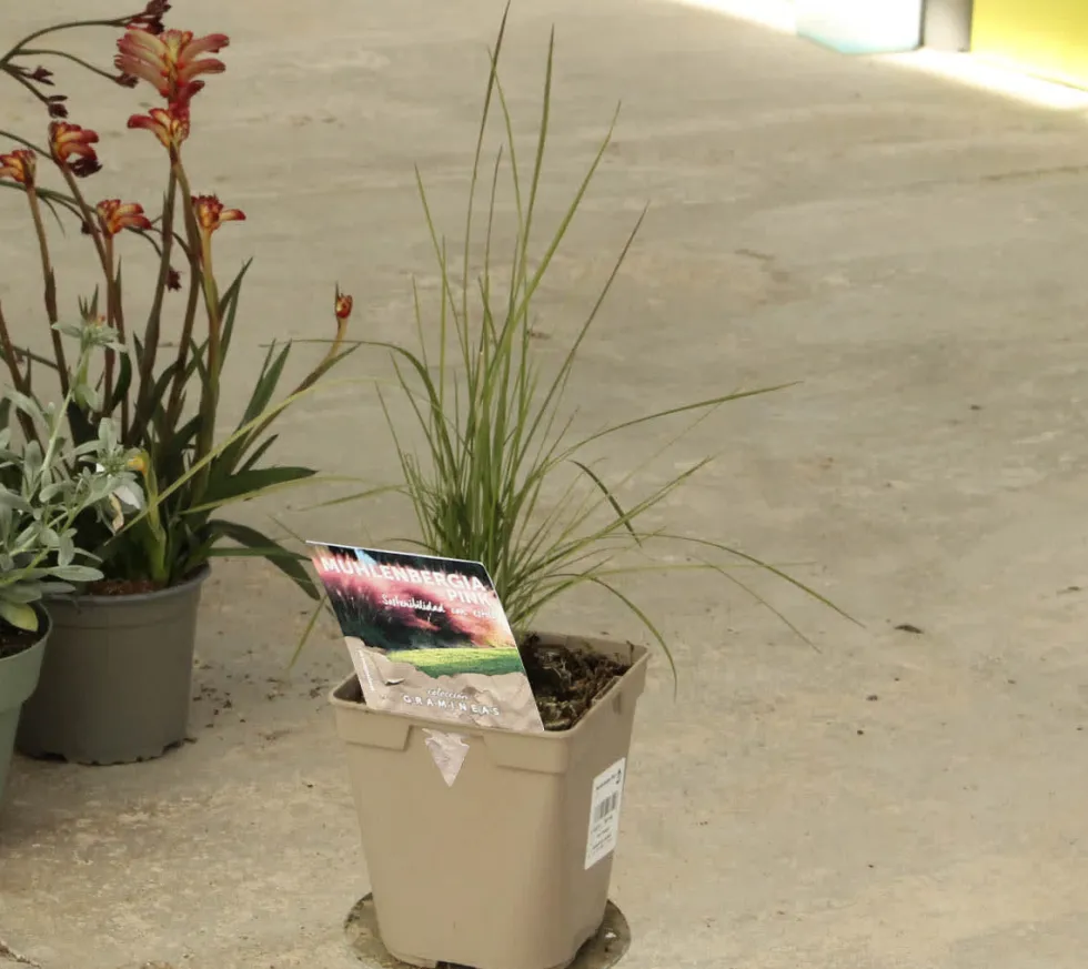 Gramínea Muhlenbergia capillaris