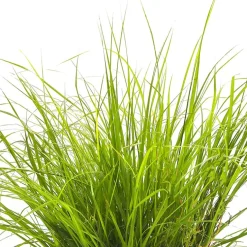 Gramínea Pennisetum alopecuroides 'Hameln'