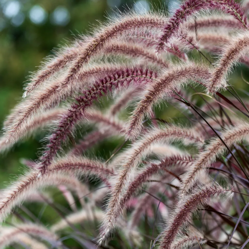 Gramínea Pennisetum 'Summer Samba'