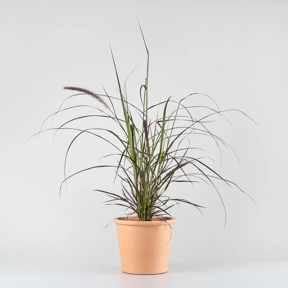 Gramínea Pennisetum 'Summer Samba'