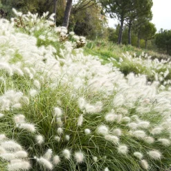 Gramínea Pennisetum villosum