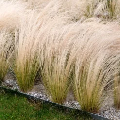Gramínea Stipa tenuissima 'Pony Tails'