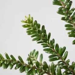 Grevillea lanigera 'Mt Tamboritha'