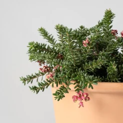 Grevillea lanigera 'Mt Tamboritha'