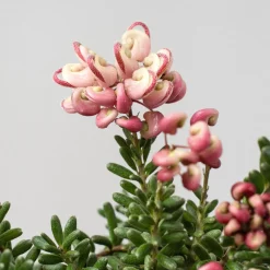 Grevillea lanigera 'Mt Tamboritha'