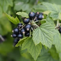 Grosellero 'Titania' (Ribes nigrum)