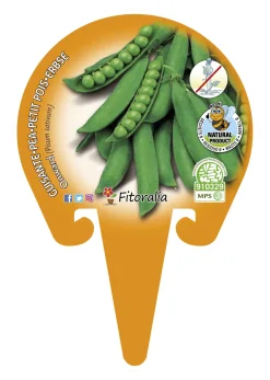 Guisante mata baja - Planta de huerto