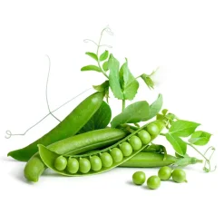 Guisante mata baja - Planta de huerto