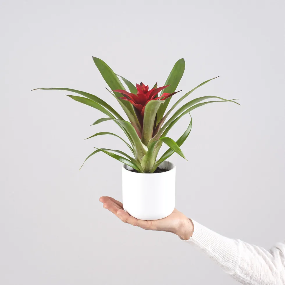 Guzmania 'Blitz'