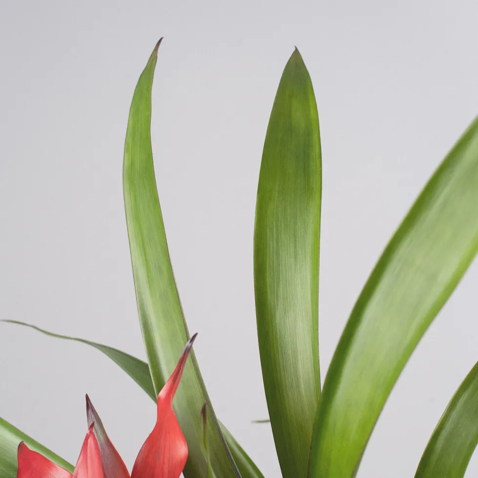Guzmania 'Blitz'