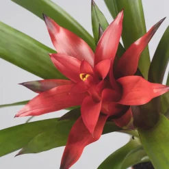 Guzmania 'Blitz'