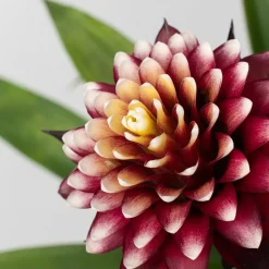 Guzmania 'Francesca'