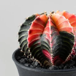 Gymnocalycium mihanovichii 'Variegata'