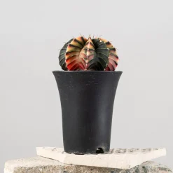 Gymnocalycium mihanovichii 'Variegata'