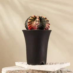 Gymnocalycium mihanovichii 'Variegata'