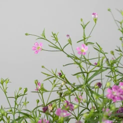 Gypsophila muralis