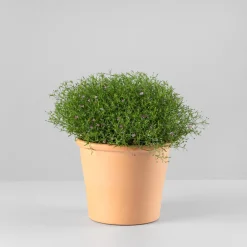 Gypsophila muralis