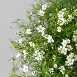Gypsophila muralis