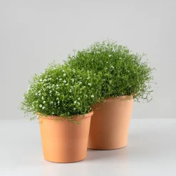 Gypsophila muralis