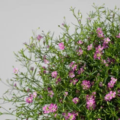 Gypsophila muralis