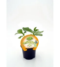 Habita Baby - Planta de huerto