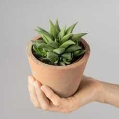 Hawortia fasciata