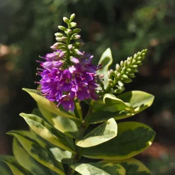 Hebe Addenda® 'Classica Katrina'