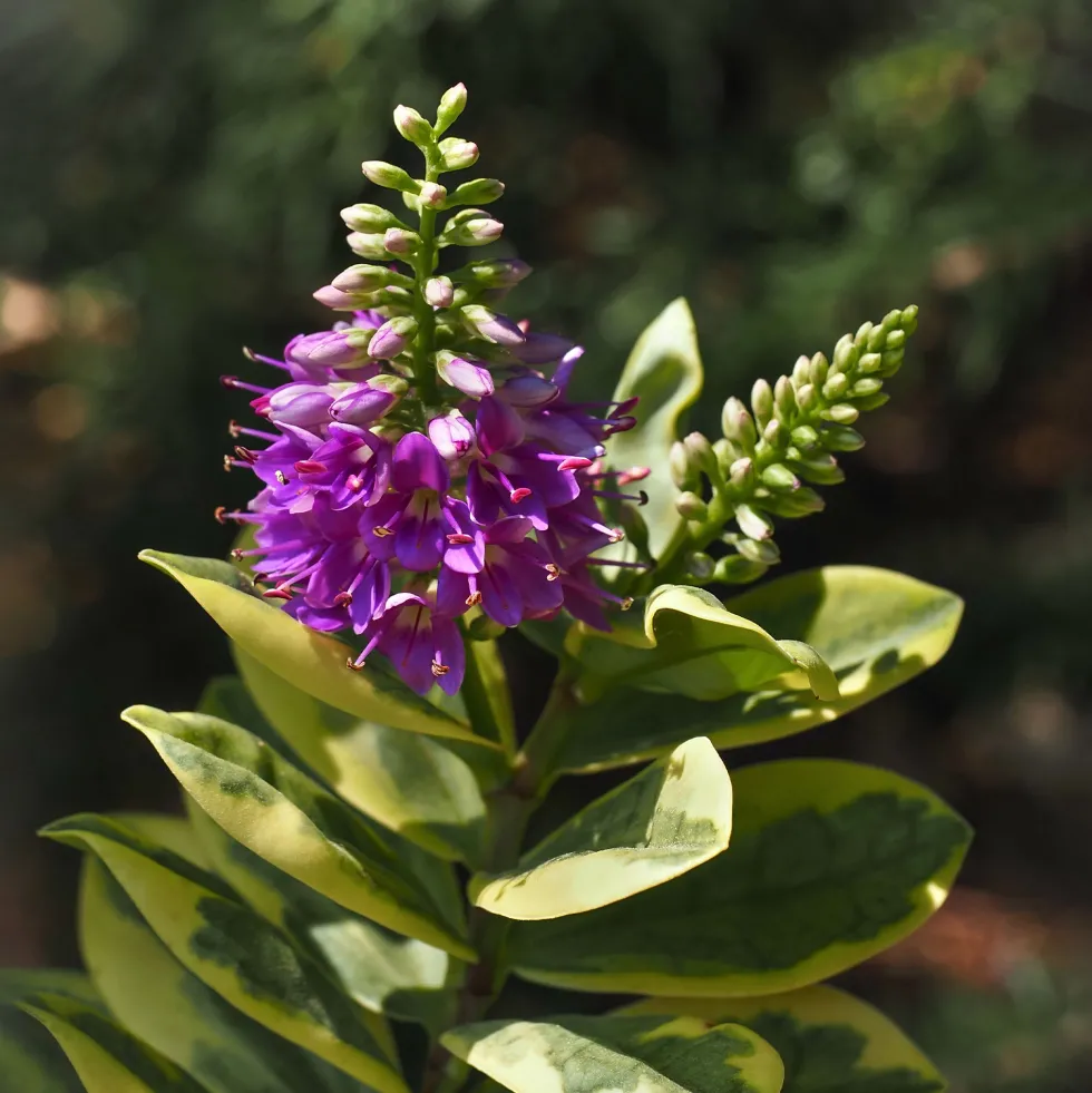 Hebe Addenda® 'Classica Katrina'