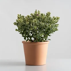 Hebe Addenda® 'Classica Katrina'