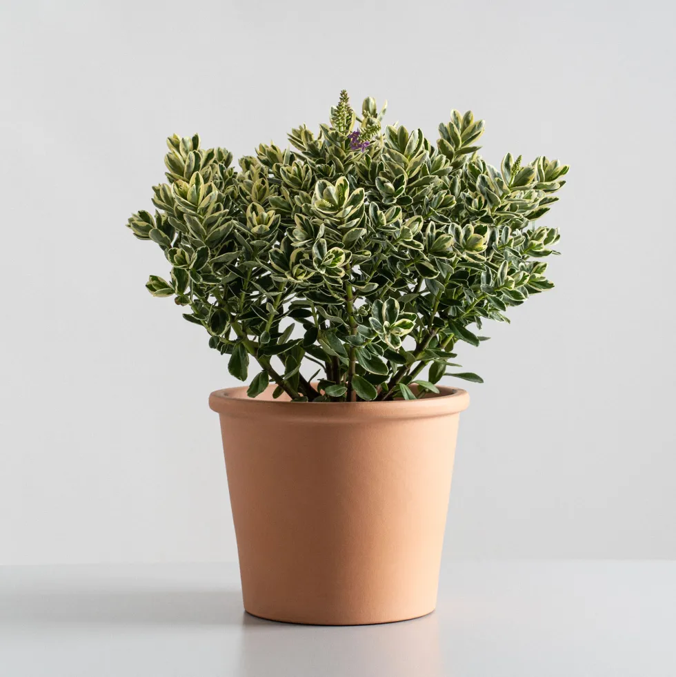 Hebe Addenda® 'Classica Katrina'