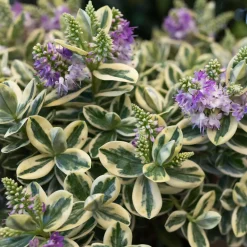 Hebe Addenda® 'Classica Katrina'