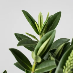 Hebe Addenda® 'Donna Britta'