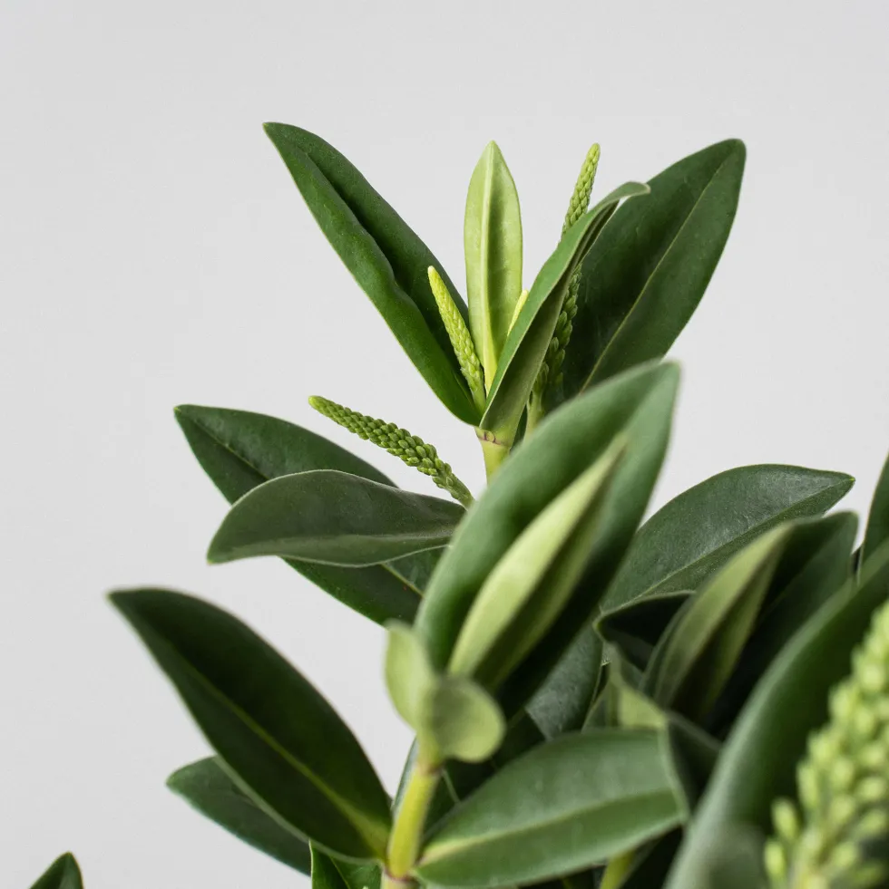 Hebe Addenda® 'Donna Britta'