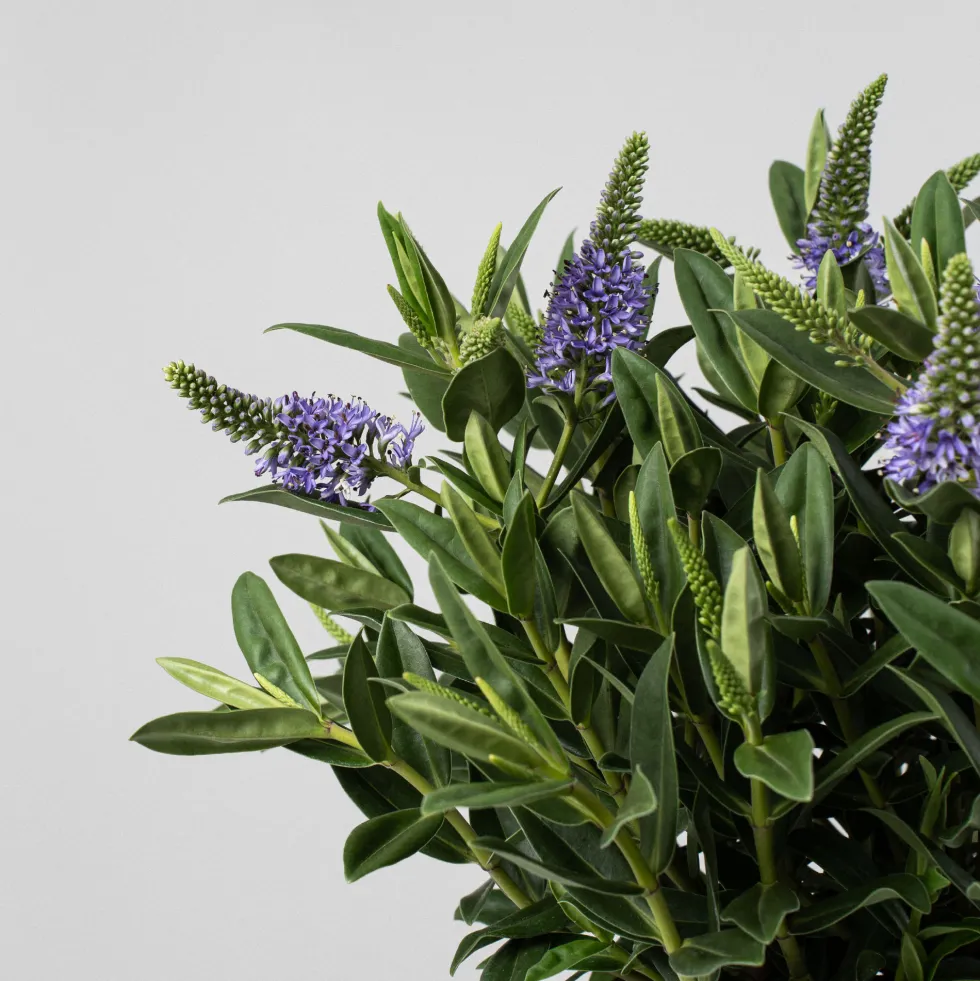 Hebe Addenda® 'Donna Britta'