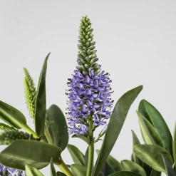 Hebe Addenda® 'Donna Britta'