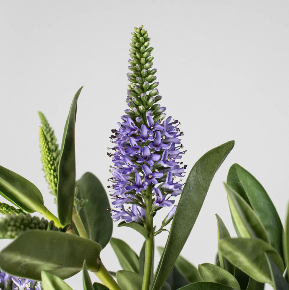Hebe Addenda® 'Donna Britta'