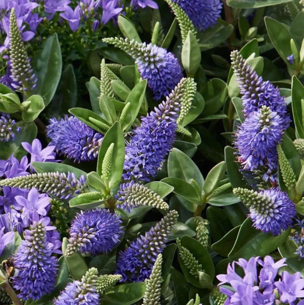 Hebe Addenda® 'Donna Britta'