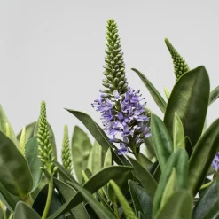 Hebe Addenda® 'Donna Britta'