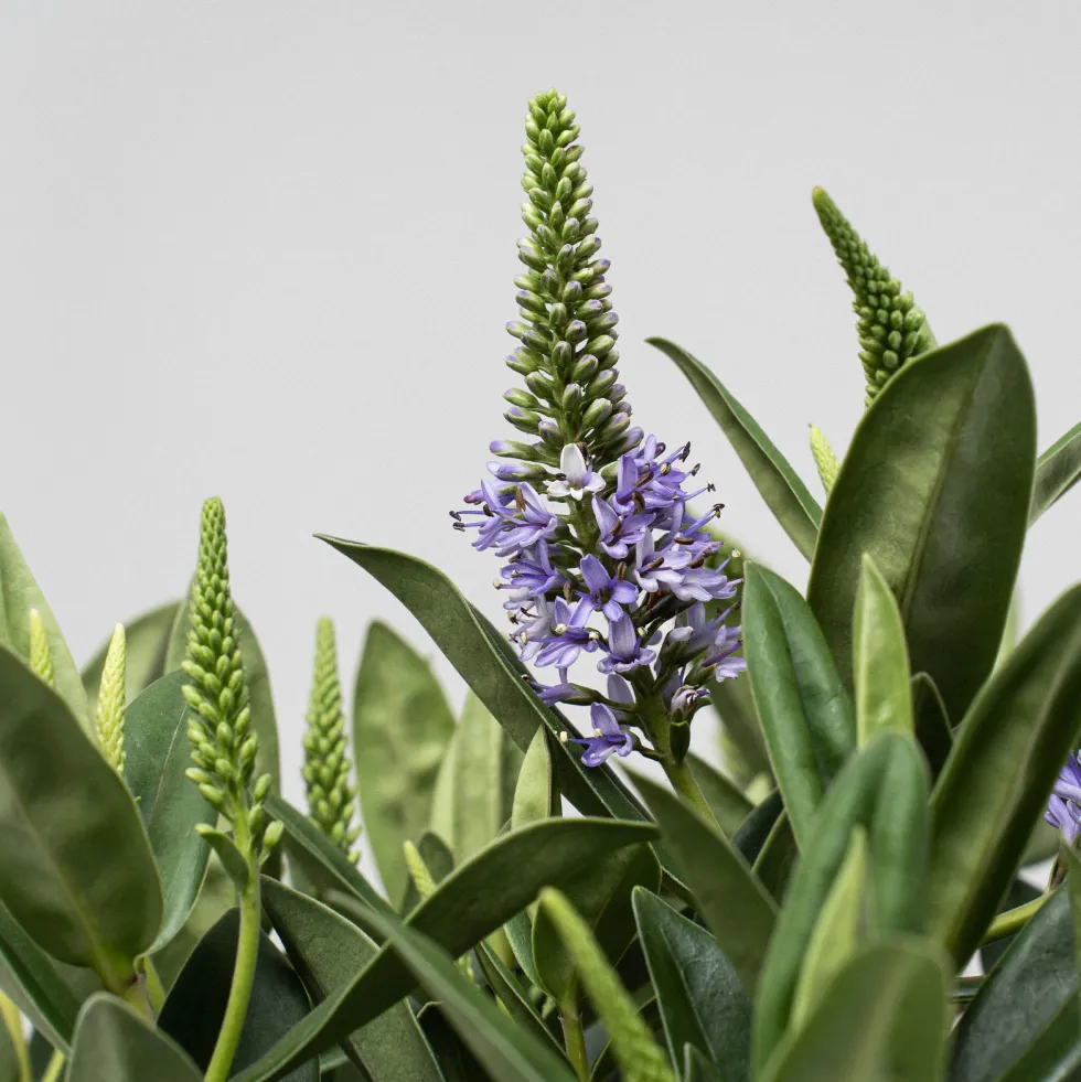 Hebe Addenda® 'Donna Britta'