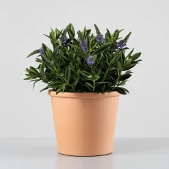 Hebe Addenda® 'Donna Britta'