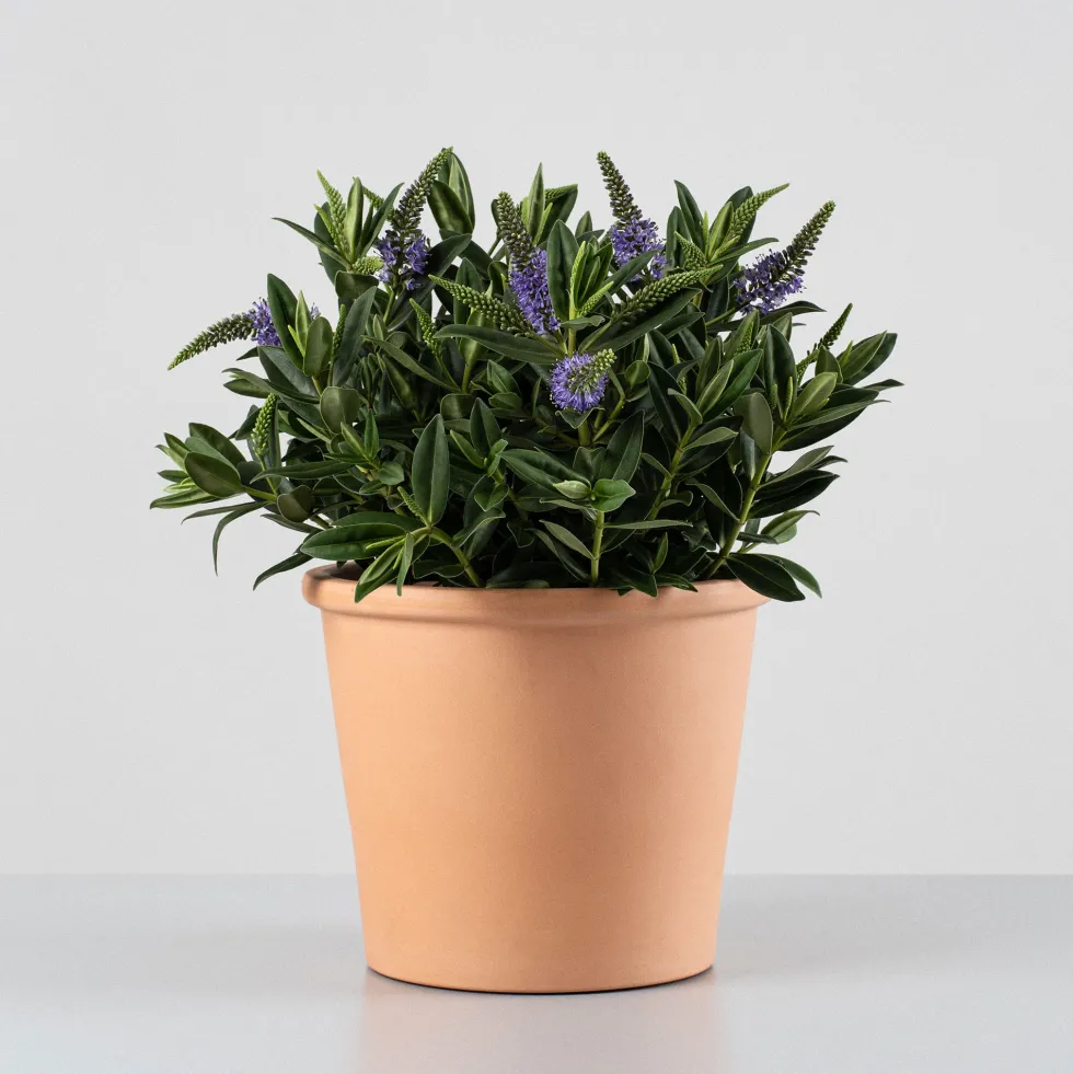 Hebe Addenda® 'Donna Britta'