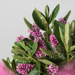 Hebe Addenda® 'Donna Eva'
