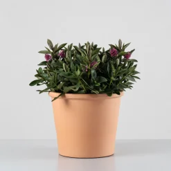 Hebe Addenda® 'Donna Eva'