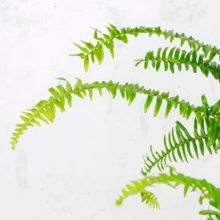 Helecho Nephrolepis cordifolia 'Duffii'