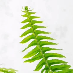 Helecho Nephrolepis cordifolia 'Duffii'