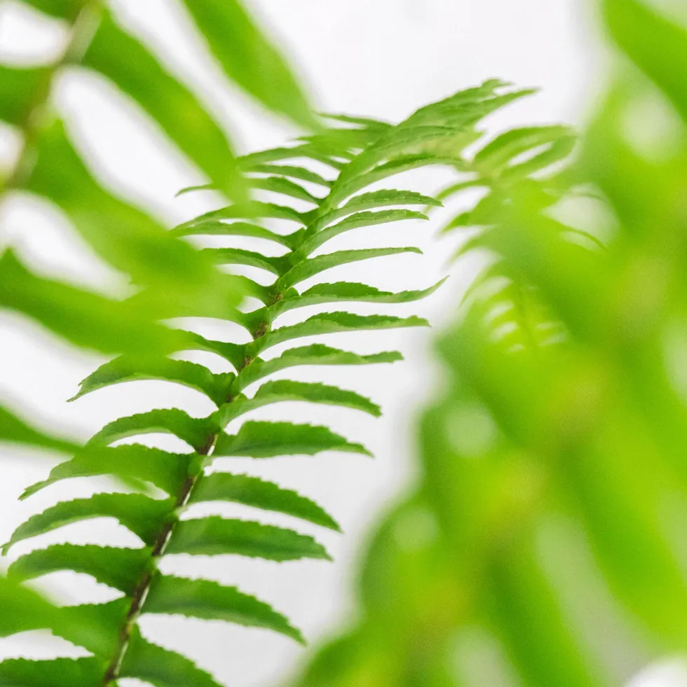 Helecho Nephrolepis cordifolia 'Duffii'