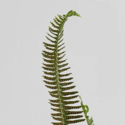 Helecho Nephrolepis cordifolia 'Cordata'