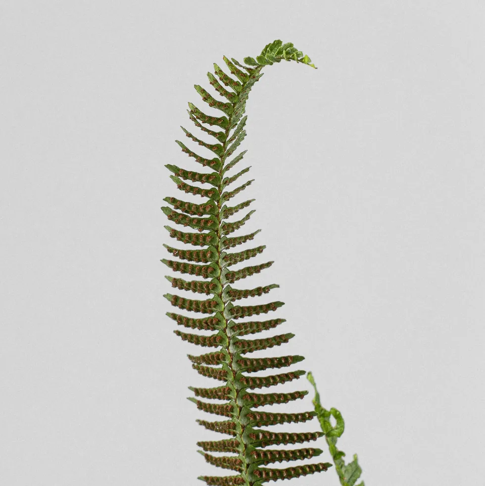 Helecho Nephrolepis cordifolia 'Cordata'