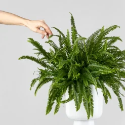 Helecho Nephrolepis exaltata 'Montana'